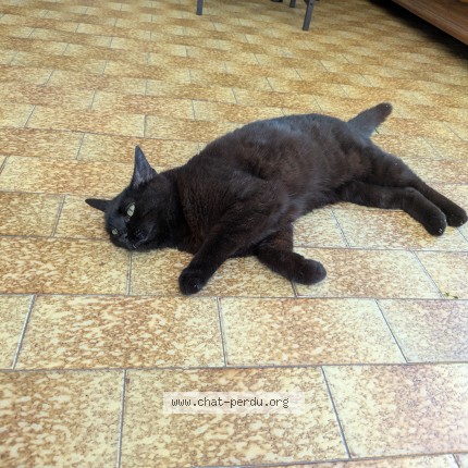 Foto de un gato reunido en Choussy