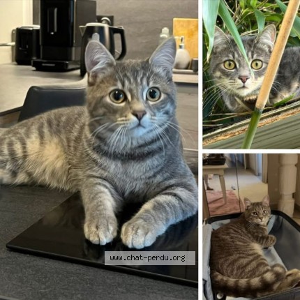 Foto de un gato reunido en Arradon