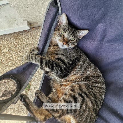 Foto de un gato reunido en Evry Courcouronnes