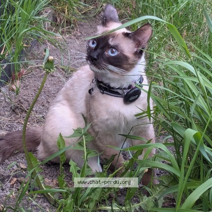 Foto de un gato reunido en Saint Basile Le Grand