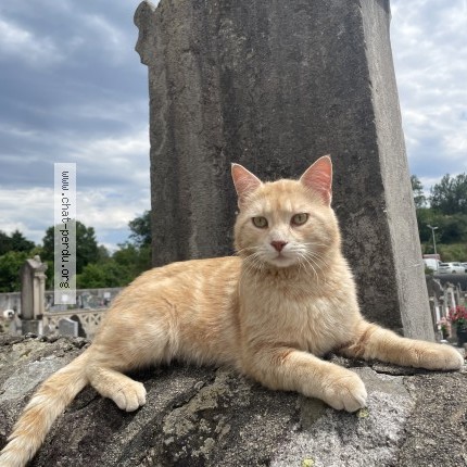 Foto de un gato reunido en Rocles