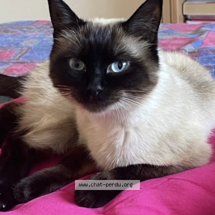 Foto de un gato reunido en Terville