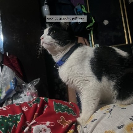 Foto 1/1 Luna Gato perdido en Ecatepec