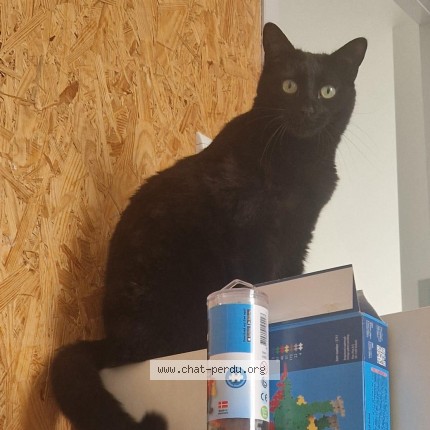 Foto de un gato reunido en Coueron