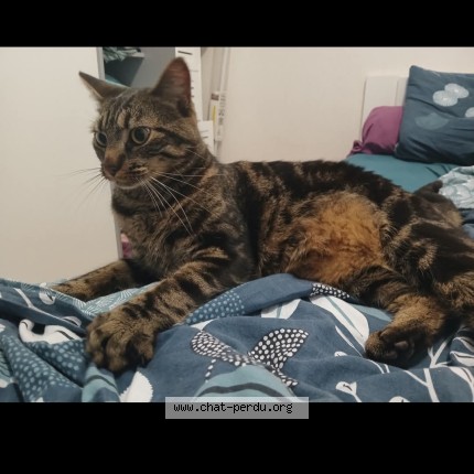 Foto de un gato reunido en Avrille