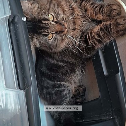 Foto de un gato reunido en Andenne Seilles