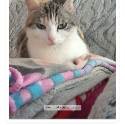 Foto de un gato reunido en Montigny Les Cormeilles