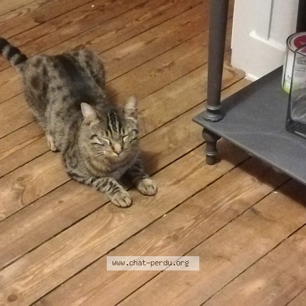 Foto de un gato reunido en Le Bouscat
