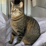 Mumi