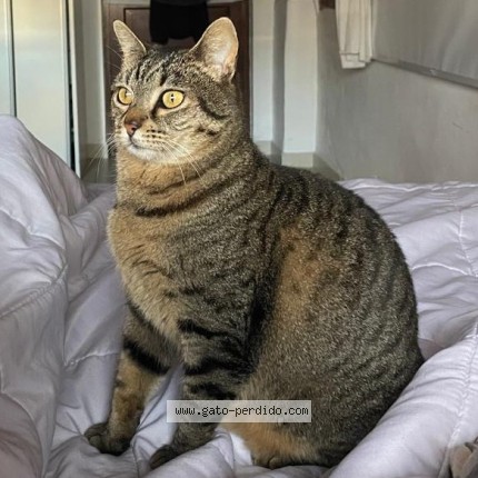 Foto 1/1 Mumi Gato perdido en San Isidro