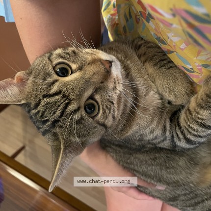 Foto de un gato reunido en Troyes