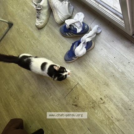 Foto de un gato reunido en Gradignan