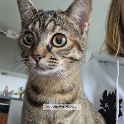 Foto de un gato reunido en Carpiquet