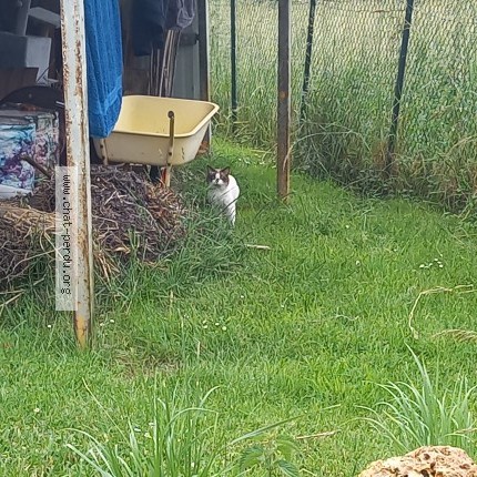 Foto de un gato reunido en Pourcy