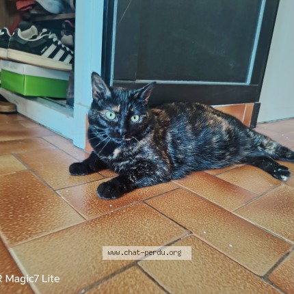 Foto de un gato reunido en Beziers