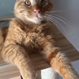 Simba