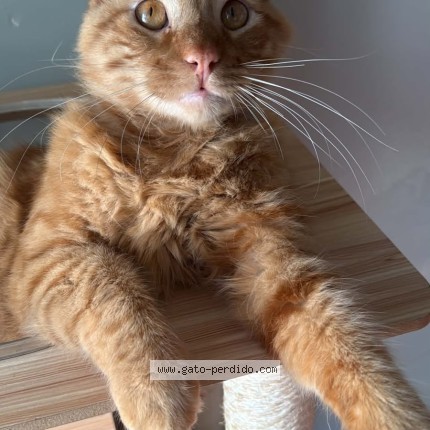 Foto del gato perdido en Pucon Araucania