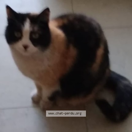 Foto de un gato reunido en Clermont Ferrand