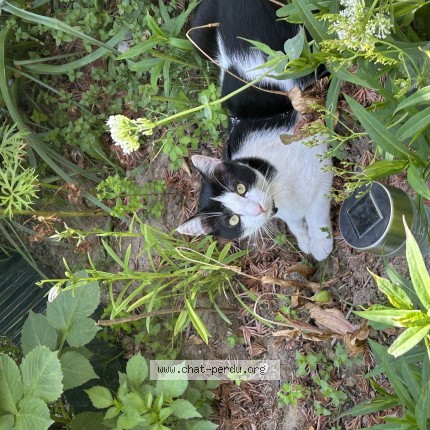 Foto de un gato reunido en Mouli S