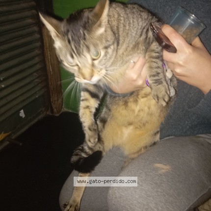 Foto de gato encontrado en Montevideo