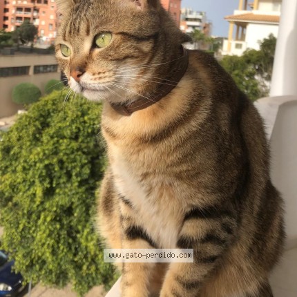 Foto 1/1 Africa Gato perdido en Cadiz