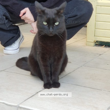 Foto de un gato reunido en Tourlaville
