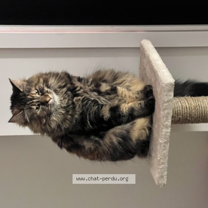 Foto de un gato reunido en Charentay