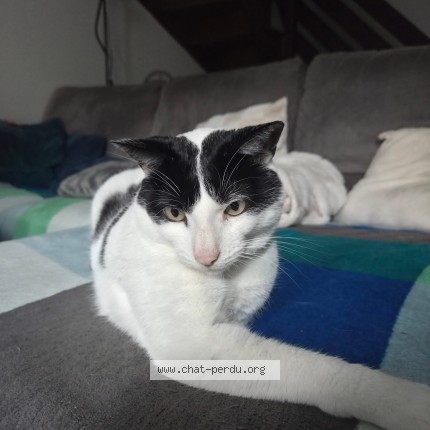 Foto de un gato reunido en Voiron