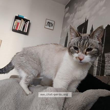 Foto de un gato reunido en Sainte Cecile Camiers