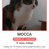 Mocca