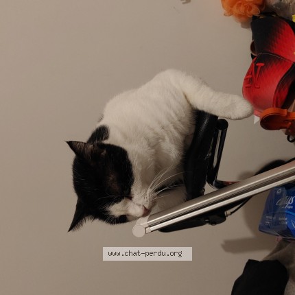 Foto de un gato reunido en Dammartin En Geole