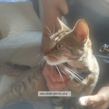 Foto de un gato reunido en Sainte Savine