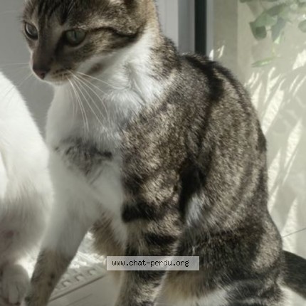 Foto de un gato reunido en Saint Remy