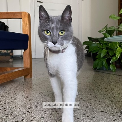 Foto 1/1 Gato encontado Encontrado en Barrio Sur