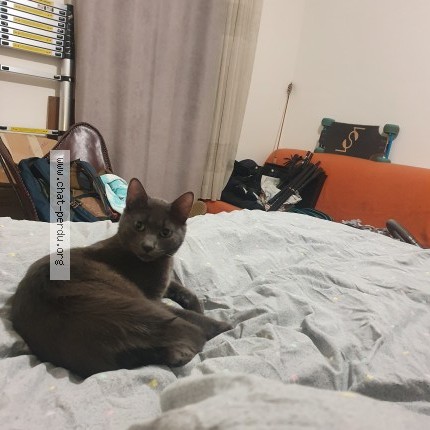 Foto de un gato reunido en Loudenvielle