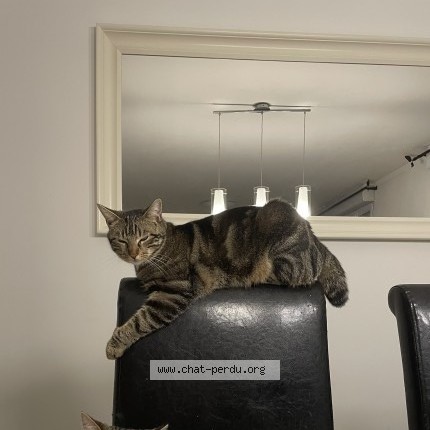 Foto de un gato reunido en Reau