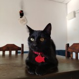 Salem