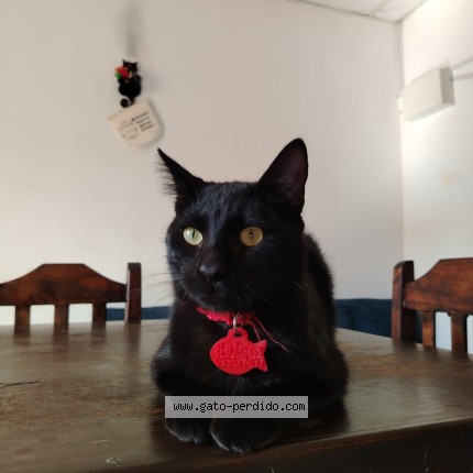 Foto del gato perdido en Penarol Lavalleja