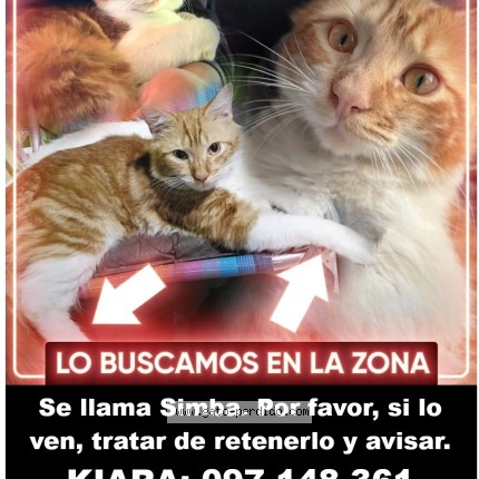 Foto 1/1 Simba Gato perdido en Montevideo