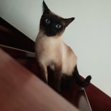 moka