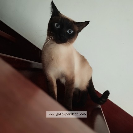 Foto del gato perdido en Torrelavega