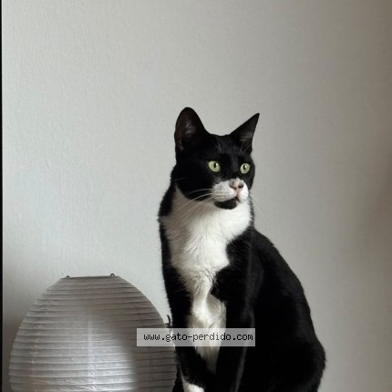 Foto del gato perdido en Esparreguera