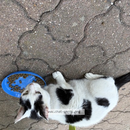 Foto de un gato reunido en Rhodon