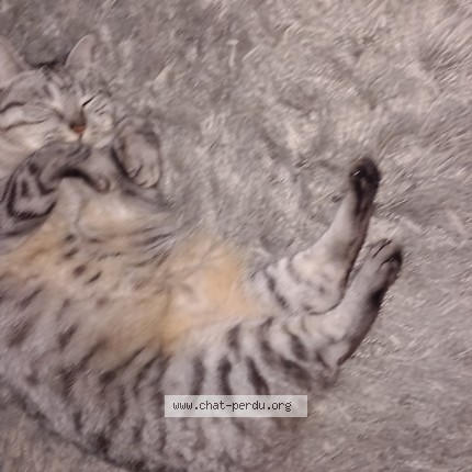 Foto de un gato reunido en Landrevarzec