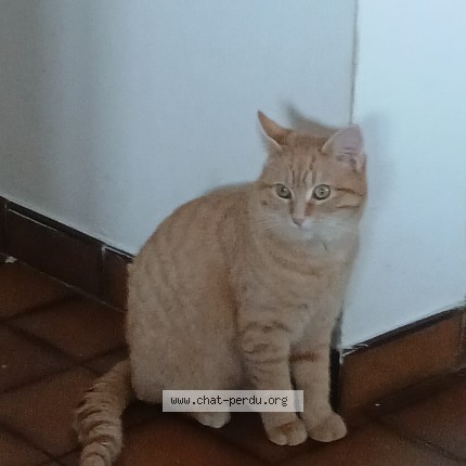 Foto de un gato reunido en Toulenne