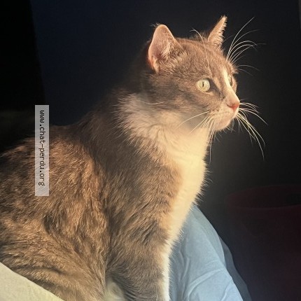 Foto de un gato reunido en Liverdun