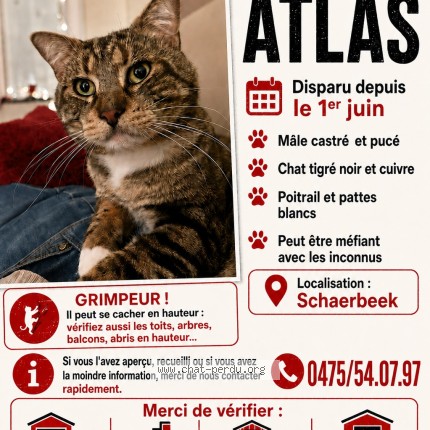 Foto de un gato reunido en Schaerbeek