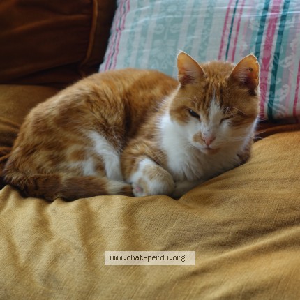 Foto de un gato reunido en Caen