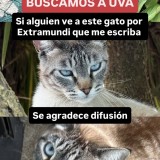 Uva