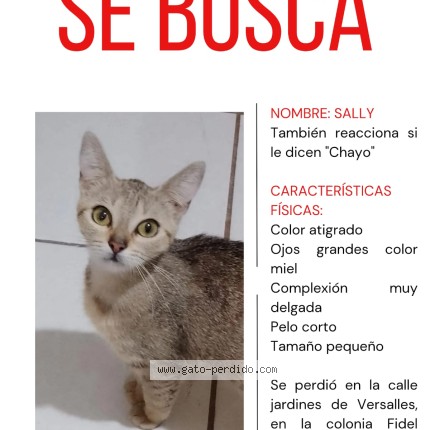 Foto 1/1 Sally o Chayo Gato perdido en Fracc Fidel Velazquez